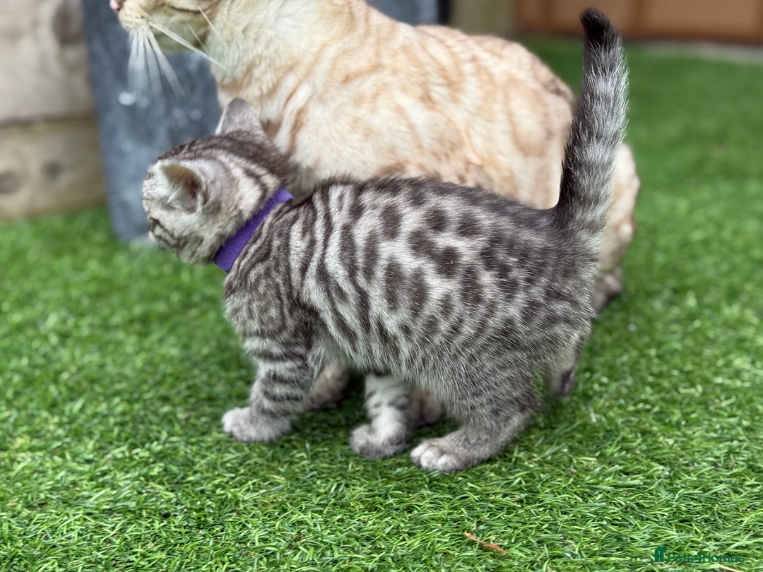 Bengal cats for sale:  Beautiful Bengal kittens  - Image 8