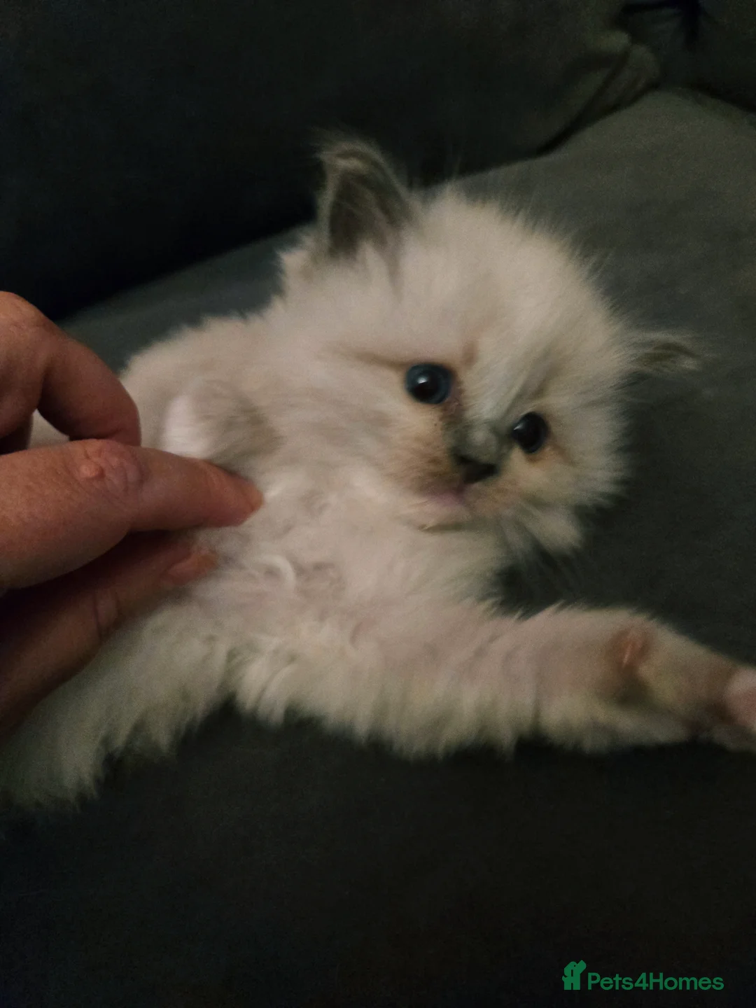 Ragdoll cats for sale: Seven gorgeous purebred ragdoll mitted kittens  - Advert 18