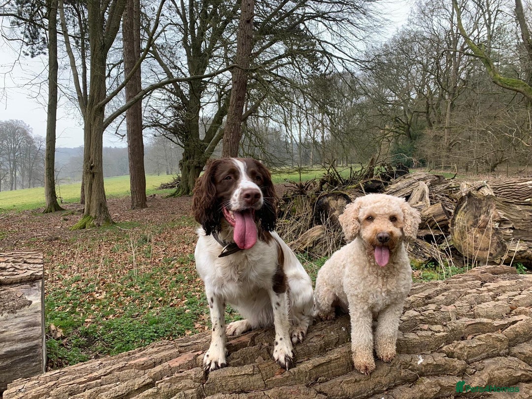 Mixed Breed dogs for sale: English Springer Spaniel X Cockerpoo  - Image 8