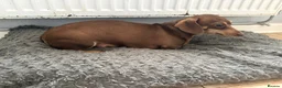 Miniature Dachshund dogs for sale: ⭐️adult⭐️Miniature dachshund  - Advert 5