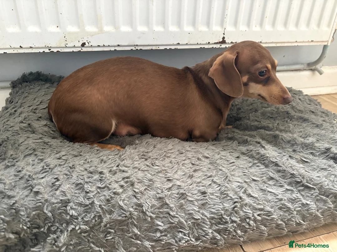 Miniature Dachshund dogs for sale: ⭐️adult⭐️Miniature dachshund  - Advert 5