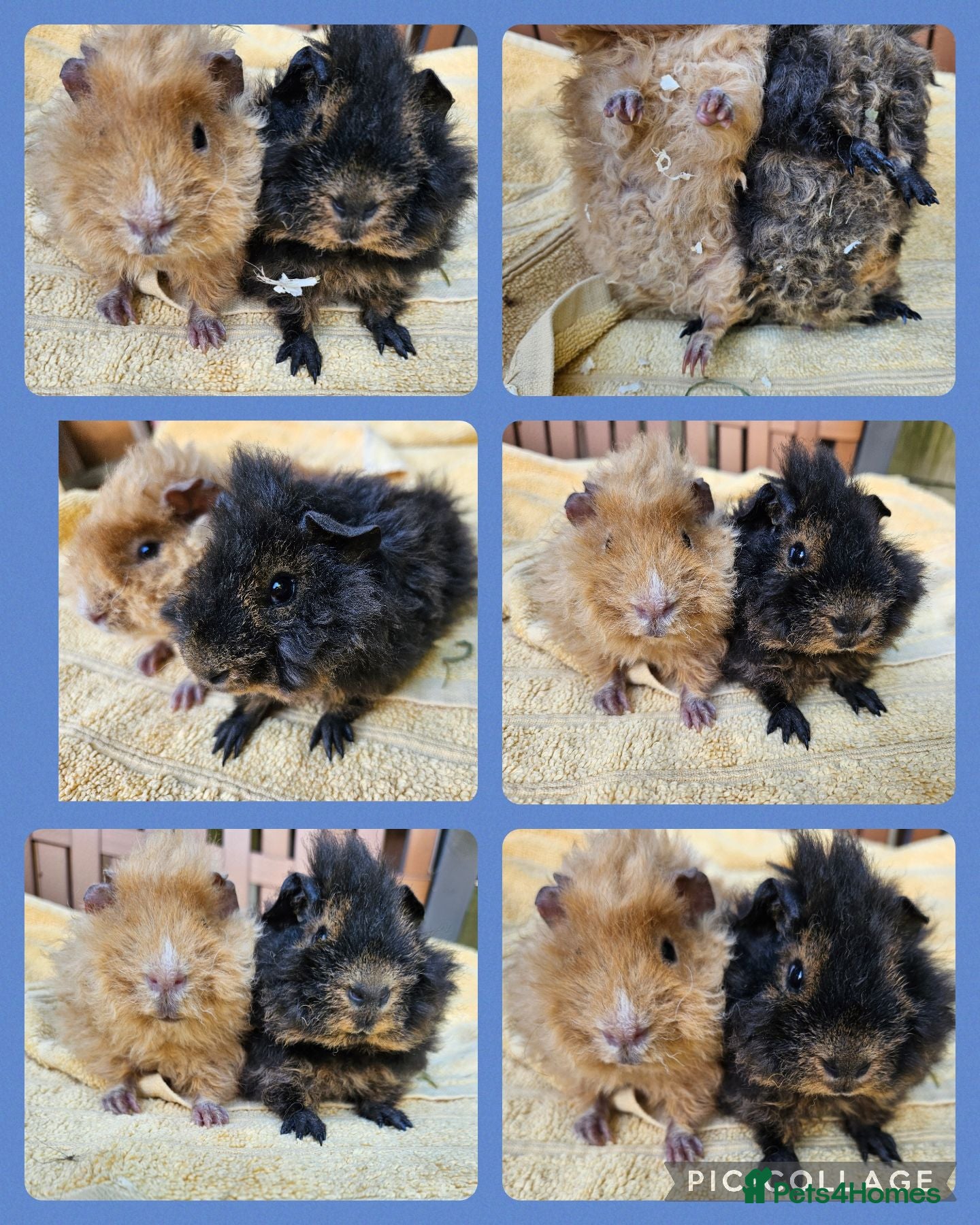 Guinea Pig rodents Pair of boys. Really friendly. Ready to leave  now - Advert 5