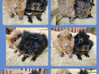 Guinea Pig rodents Pair of boys. Really friendly. Ready to leave now - Advert 3