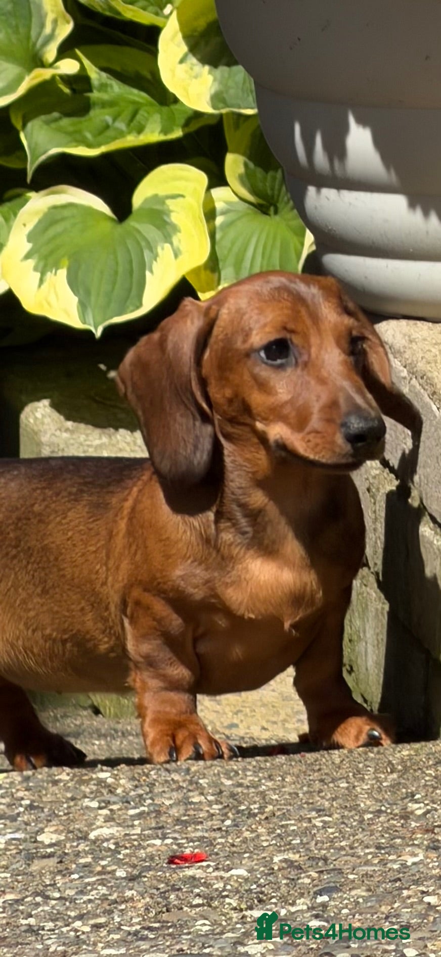 Dachshund dogs Beautiful miniature dachshund puppies - Advert 1