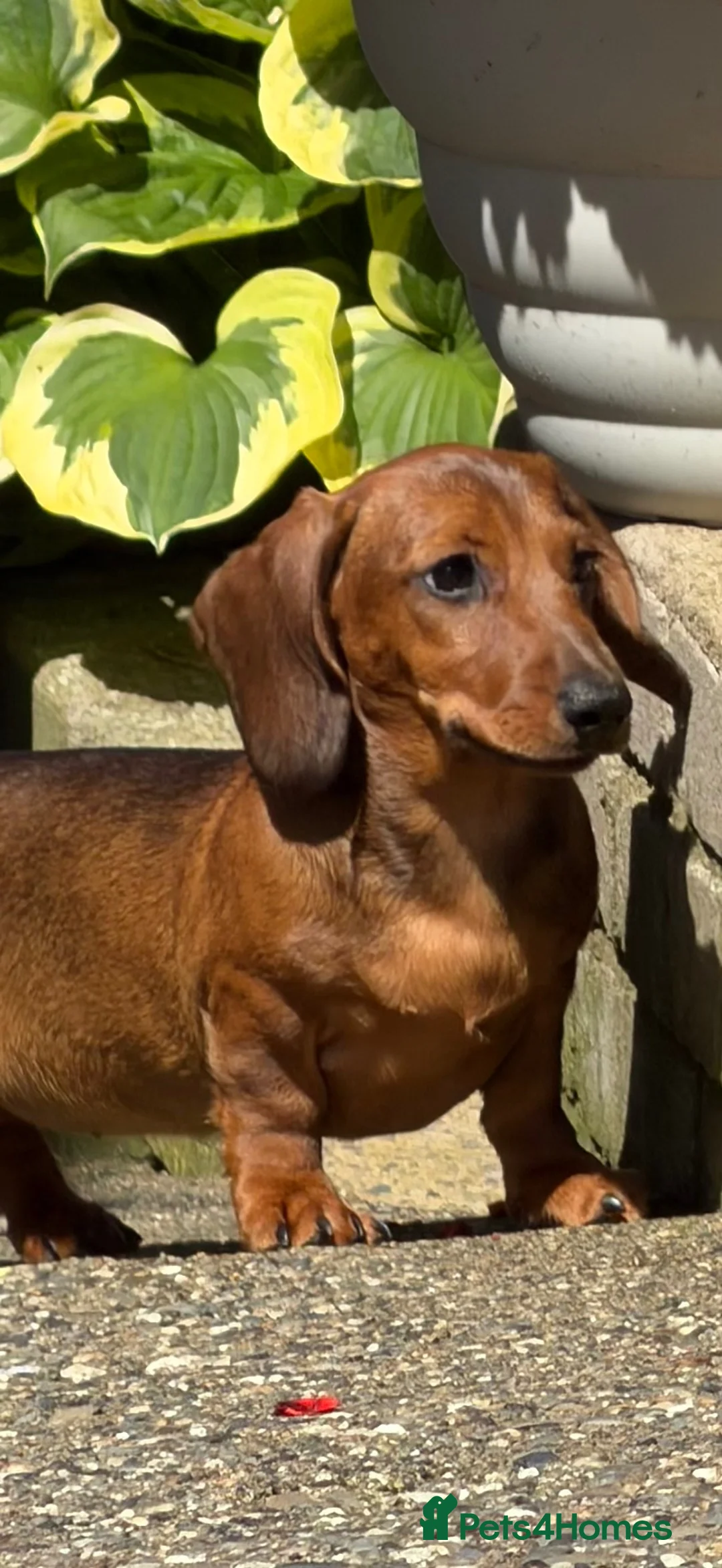 Dachshund dogs for sale: Beautiful miniature dachshund puppies - Advert 1