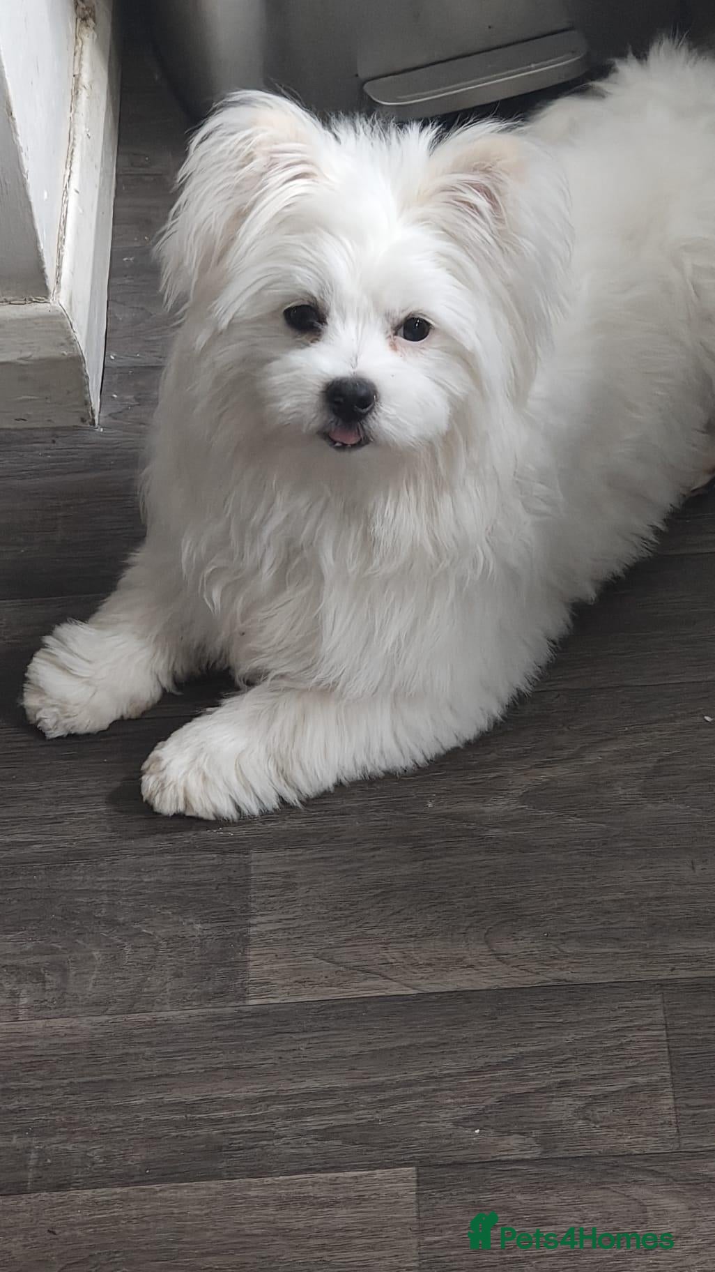 Mixed Breed dogs Pomeranian cross 1 year old male - Advert 16