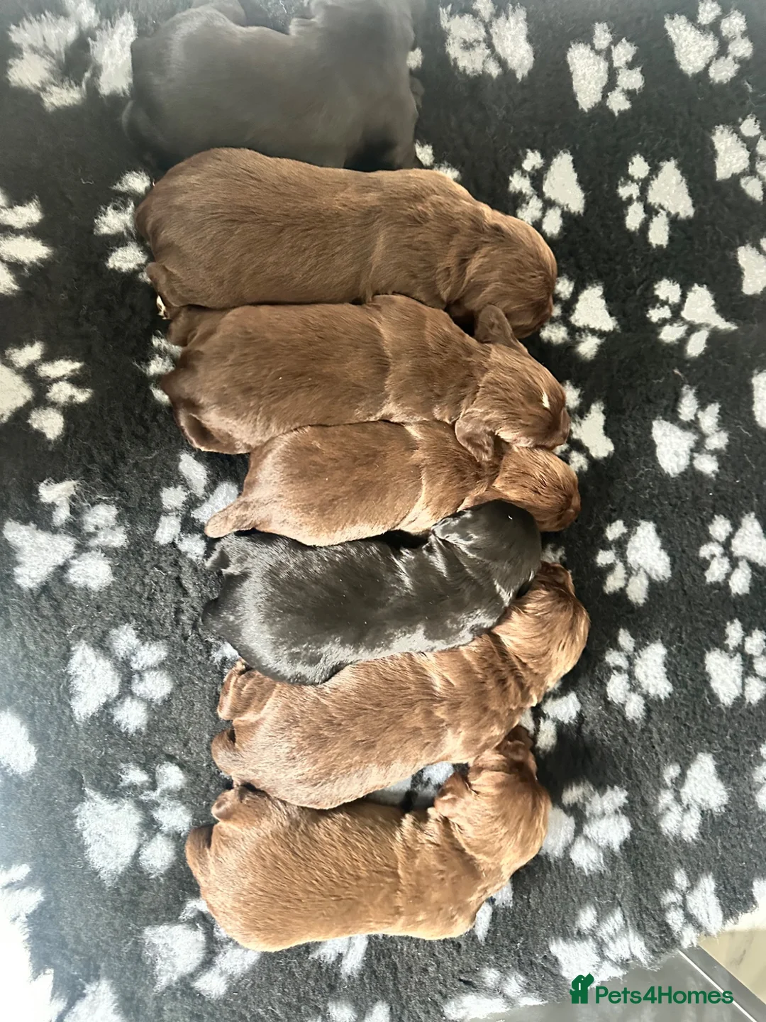 Cocker Spaniel dogs for sale: Fully Health tested kc registered working cocker  - Advert 13