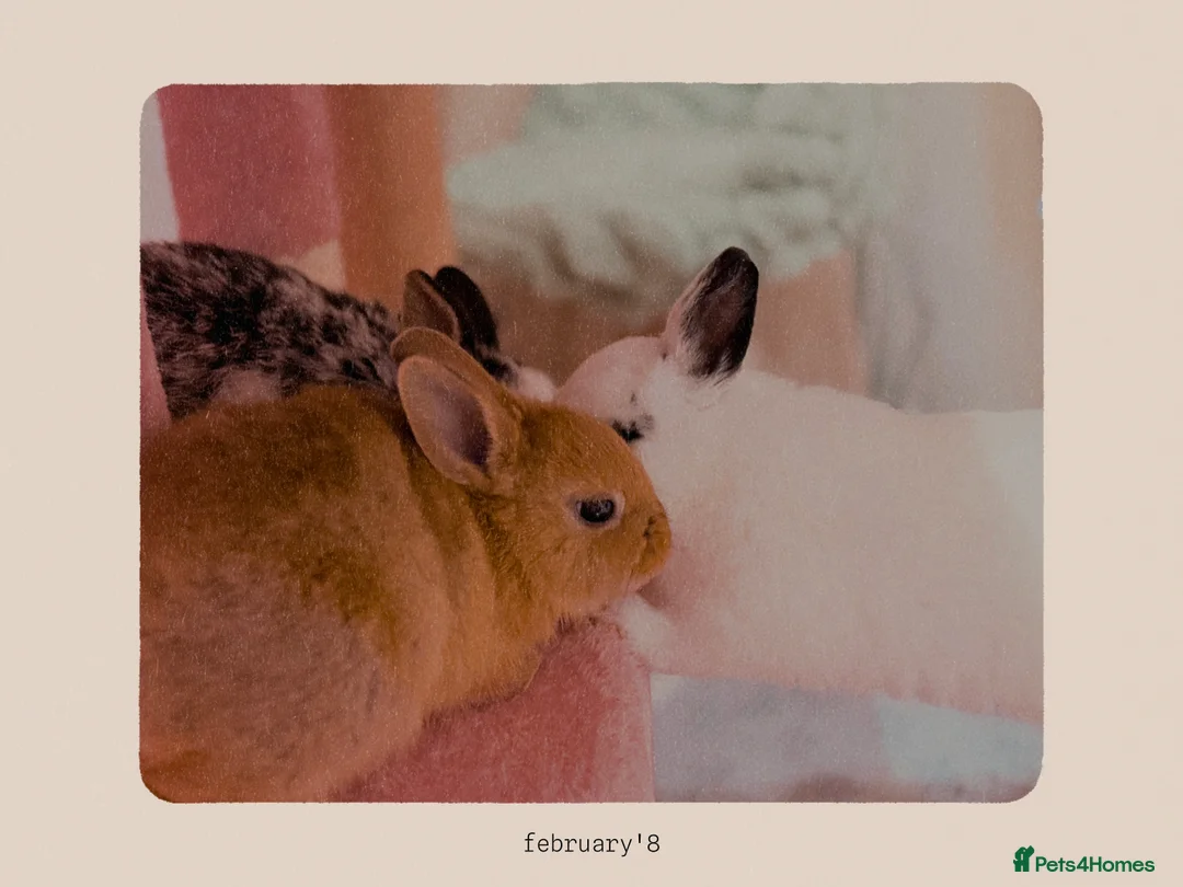 Netherland Dwarf rabbits for sale: Urgent rehoming. Young Netherland dwarf+ mini lop - Advert 24