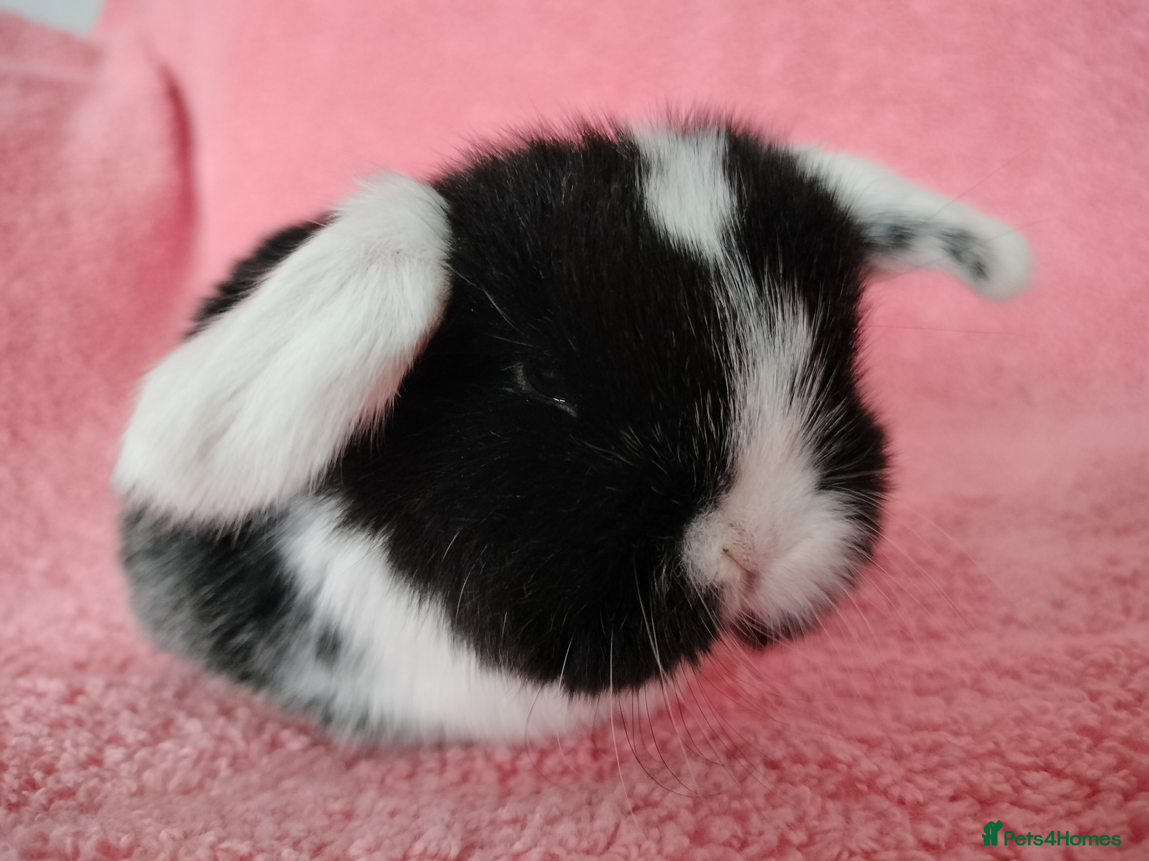 Mini Lop rabbits Baby mini lops for sale  - Advert 9