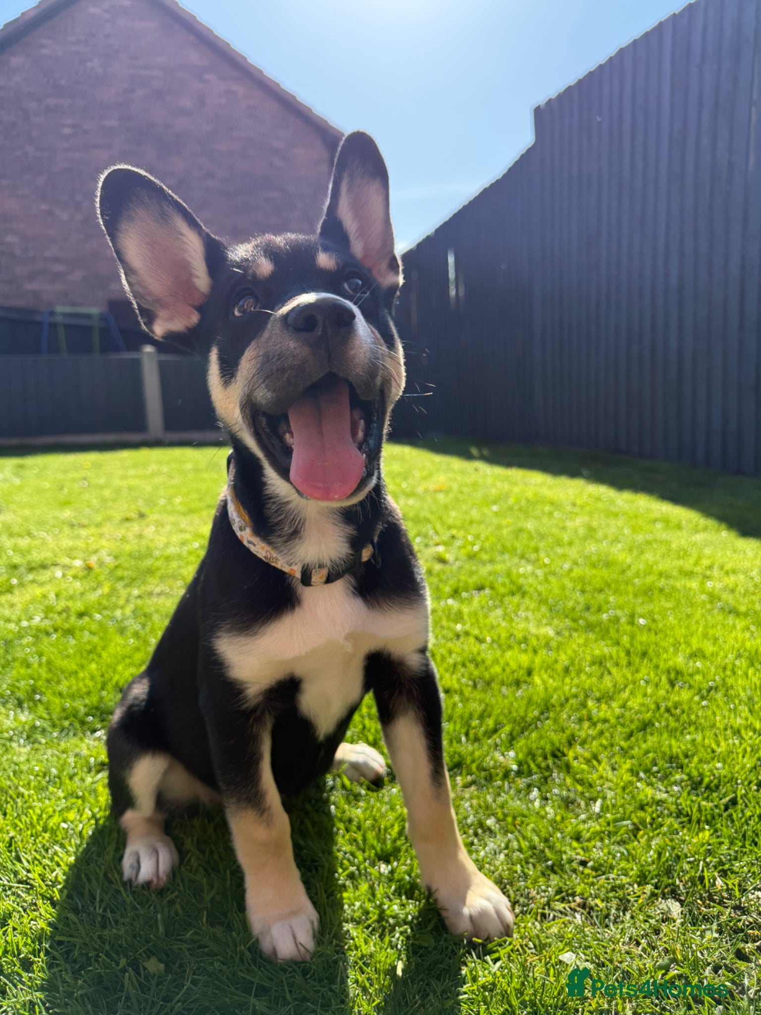 Mixed Breed dogs Husky x French bulldog - Advert 3