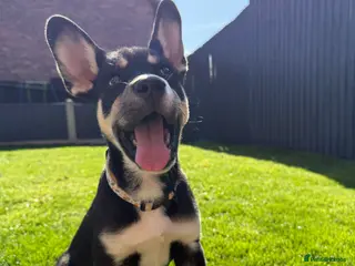 Mixed Breed dogs Husky x French bulldog - Advert 3