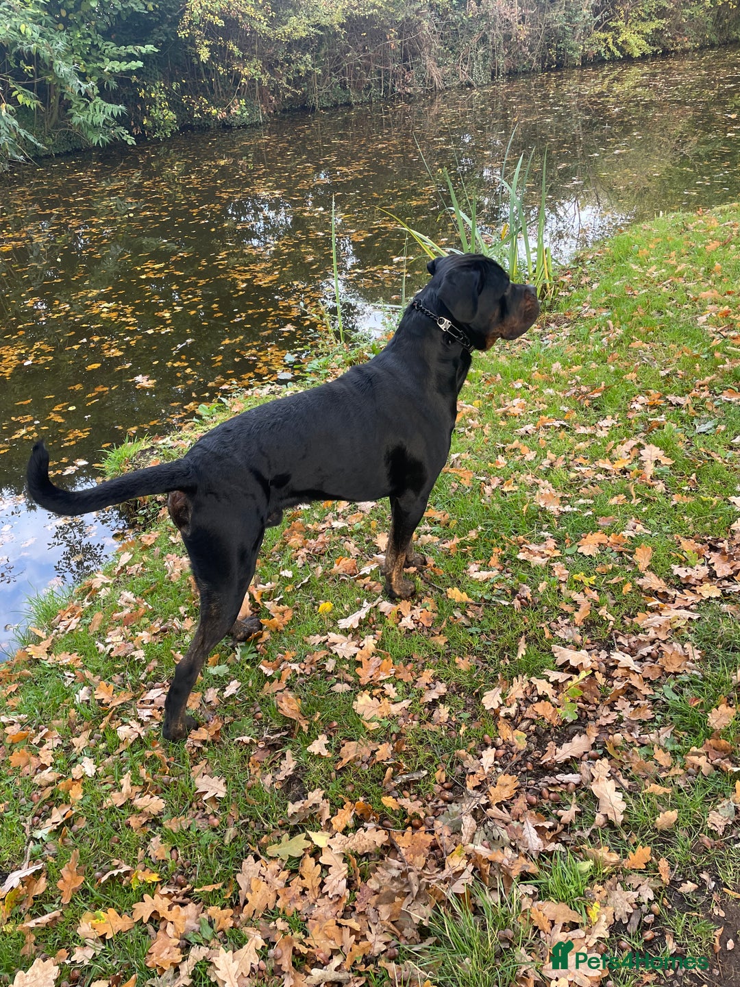 Mixed Breed dogs for sale: Rottweiler x cane Corso 15 months old  - Advert 4