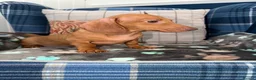 Miniature Dachshund dogs for sale: 💙💙One Chocolate Based Red Boy Left💙💙 - Advert 6