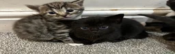 Bengal cats for sale: Stunning bengal x kittens  - Advert 11