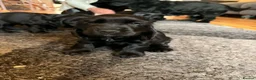 Cocker Spaniel dogs for sale: Stunning show cocker spaniel puppies - Advert 4