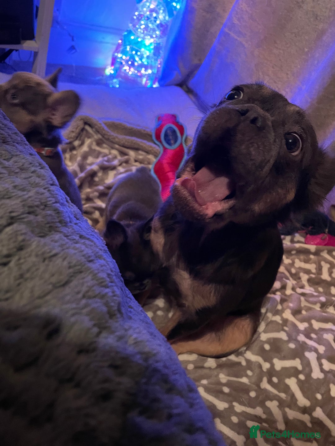 French Bulldog dogs for sale: Visual Fluffy Compact French Bulldogs 🩷🐶🐾 - Advert 22