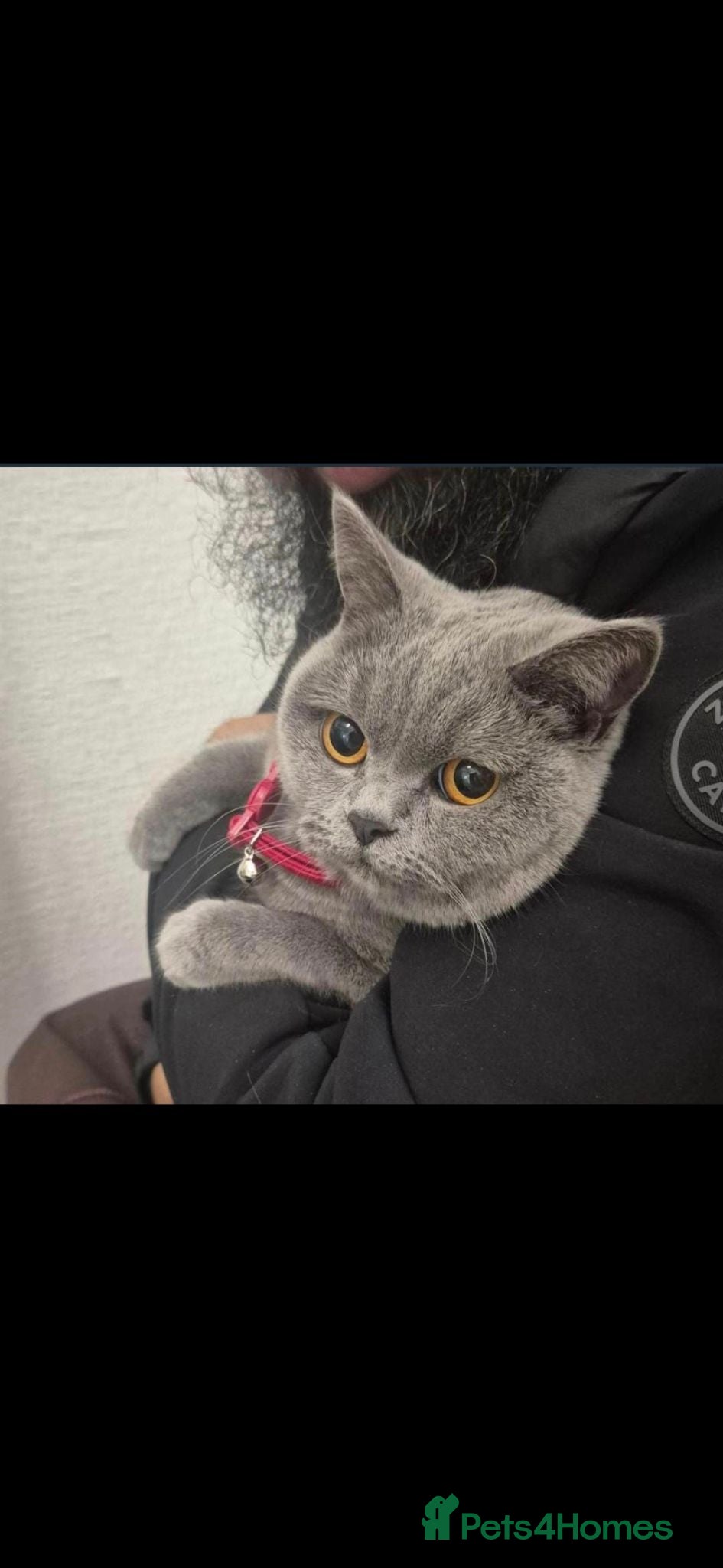British Shorthair cats British Shorthair Female – Loving Home Wanted 🩶 - Advert 1