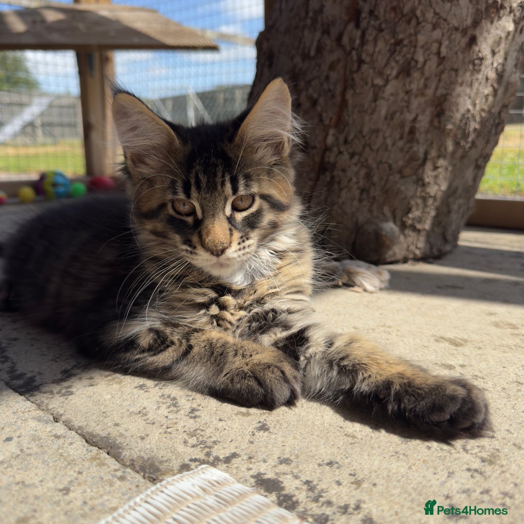 Maine Coon cats for sale: Purr Machines Ready Now - GCCF Reg Maine Coons - Image 12