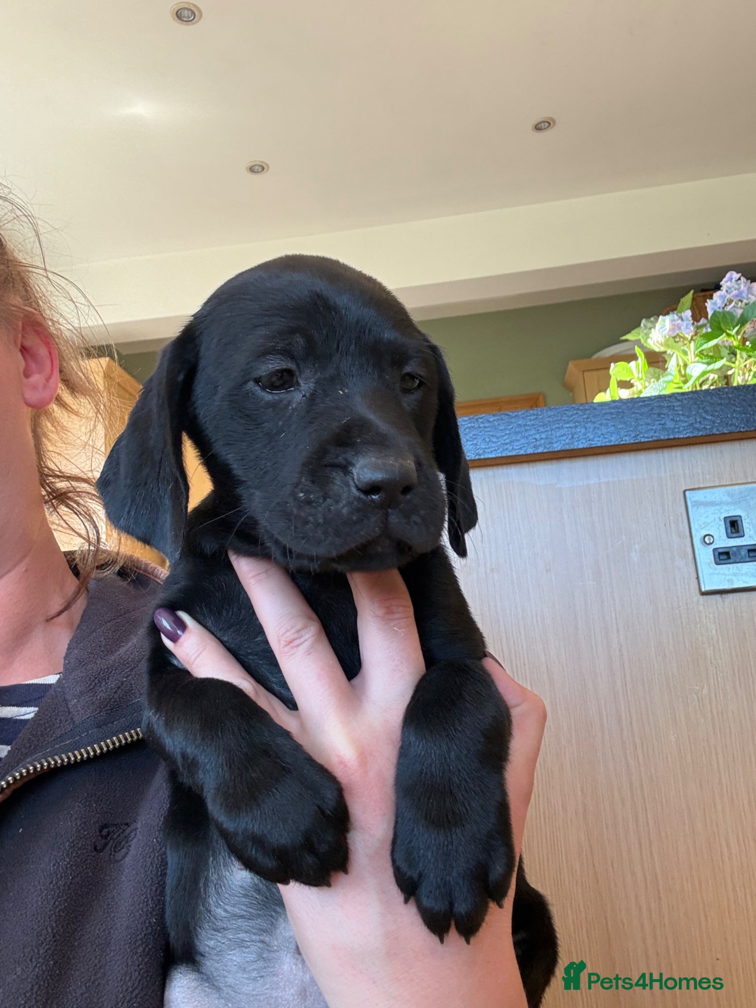 Mixed Breed dogs ONLY 1 GIRL AVAILABLE  - Advert 1