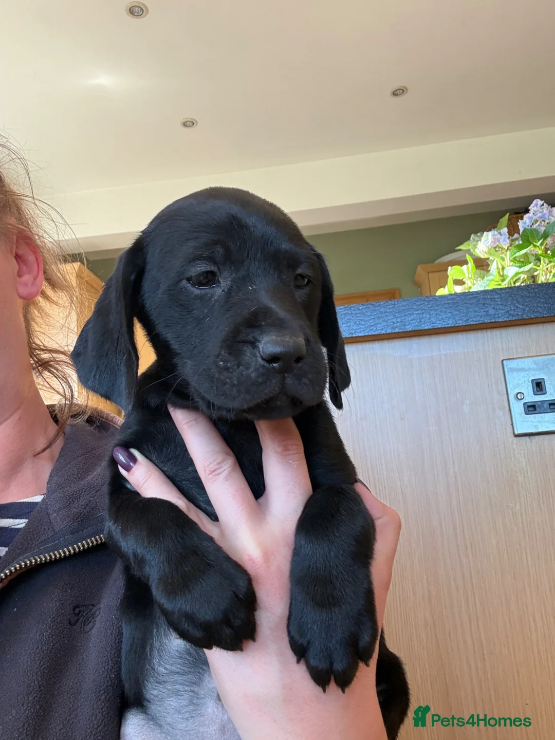 Mixed Breed dogs for sale: ONLY 1 GIRL AVAILABLE  - Advert 1