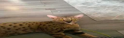 Savannah cats for sale: Friendly & Loving Cat  Looks Like a Mini Wild Cat in Jarrow - Advert 3