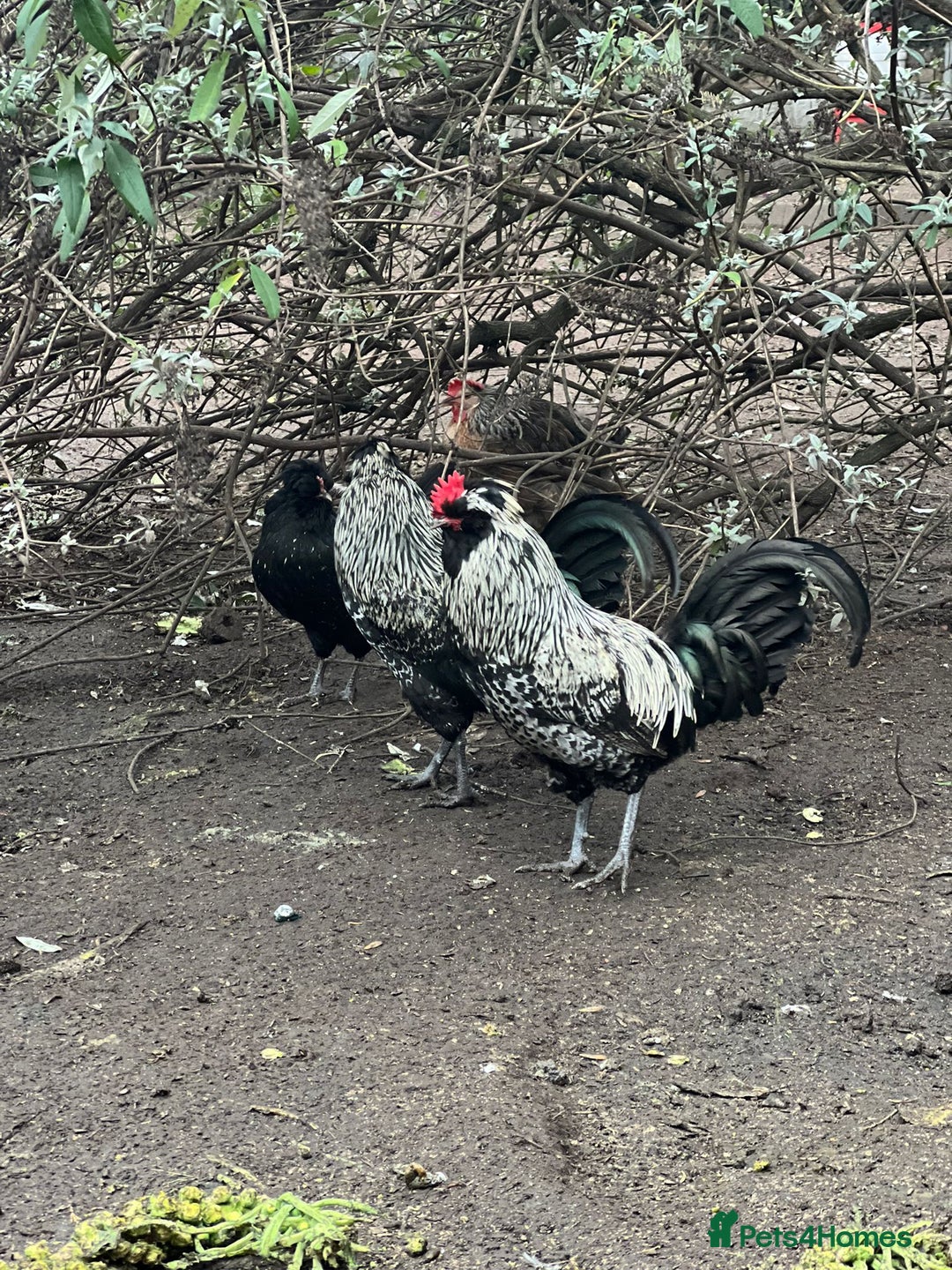 Chickens poultry for sale: Four wonderful boys  - Advert 3