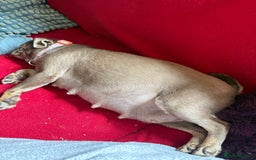 Pug dogs for sale: Merle pug puppies  - Image 14