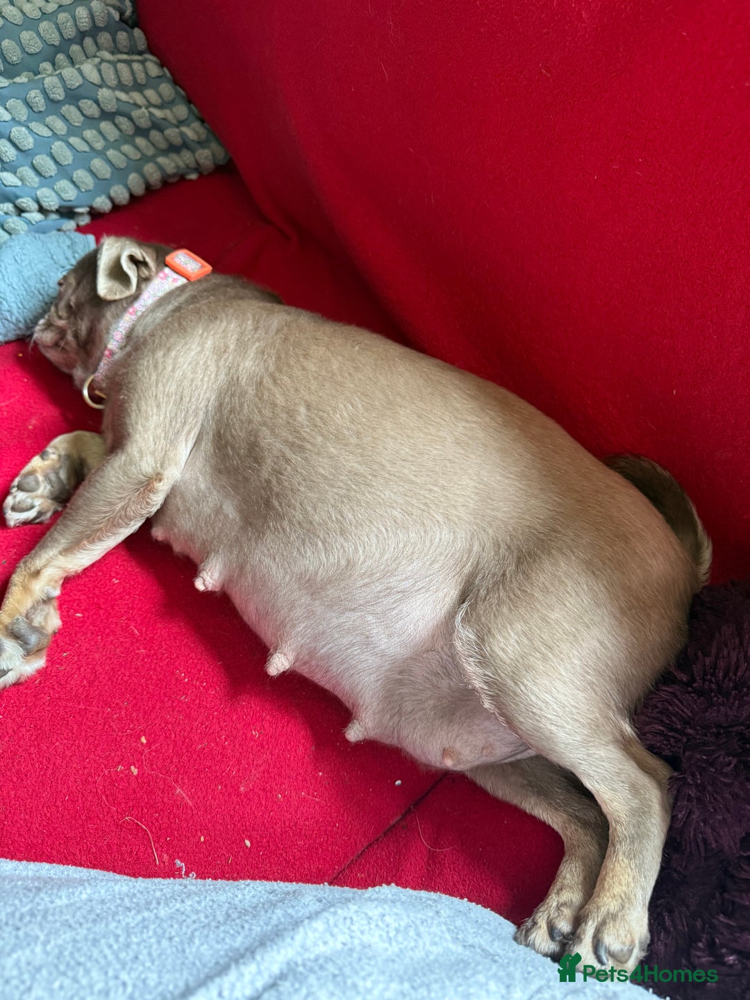 Pug dogs for sale: Merle pug puppies  - Image 14