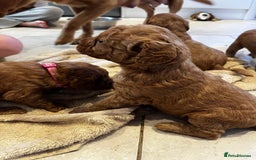 Labradoodle dogs for sale: Miniature Fox Red Labradoodles  - Image 7