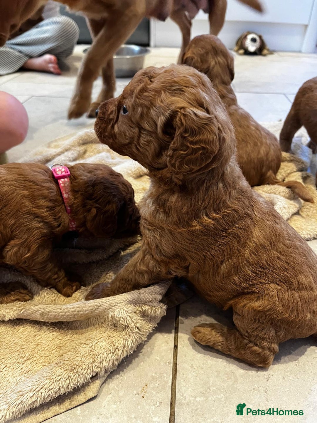 Labradoodle dogs for sale: Miniature Fox Red Labradoodles  - Image 7