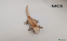 Gecko reptiles for sale: Orange & Red Stripe Gargoyle Gecko  - Image 7