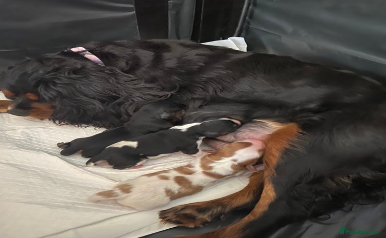 Cavalier King Charles Spaniel dogs - Advert 3