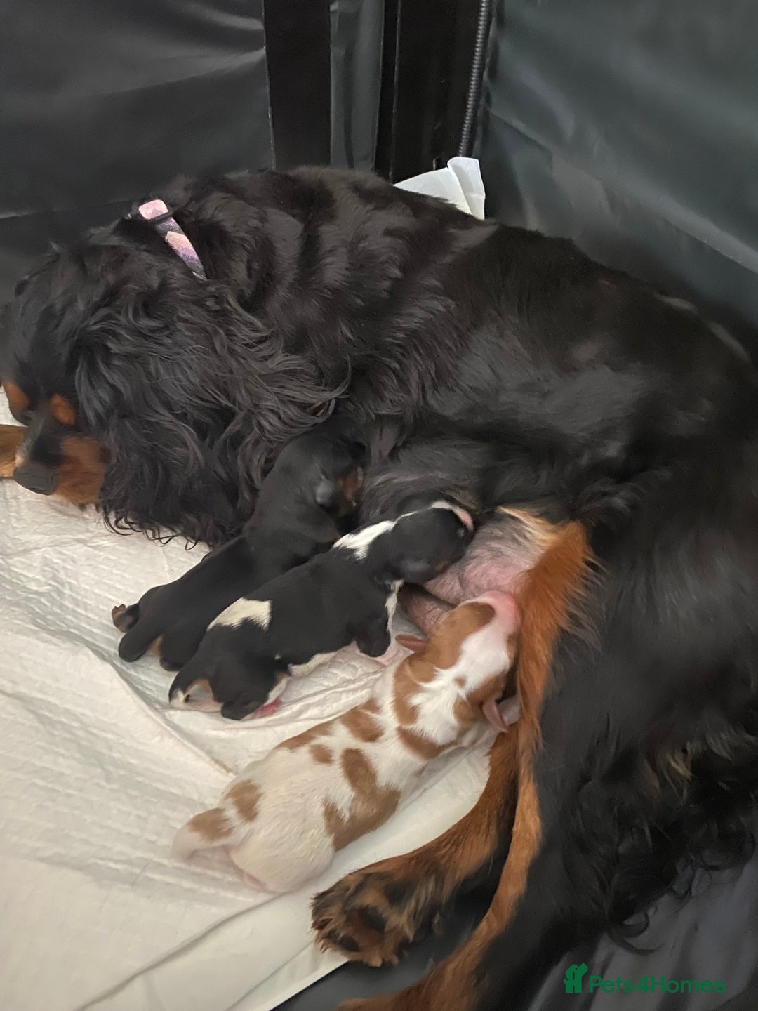 Cavalier King Charles Spaniel dogs for sale: Cavalier King Charles KC registered DNA 2 girls   - Image 1