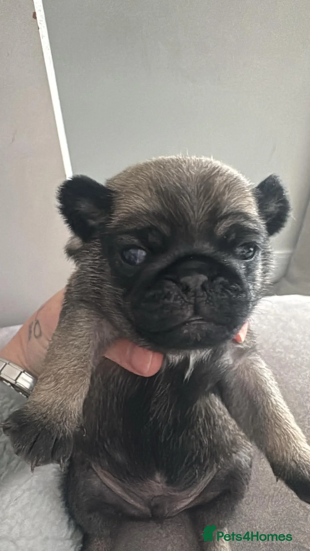 Pug dogs for sale: Kc registered pug puppies  in Plymouth - Advert 19