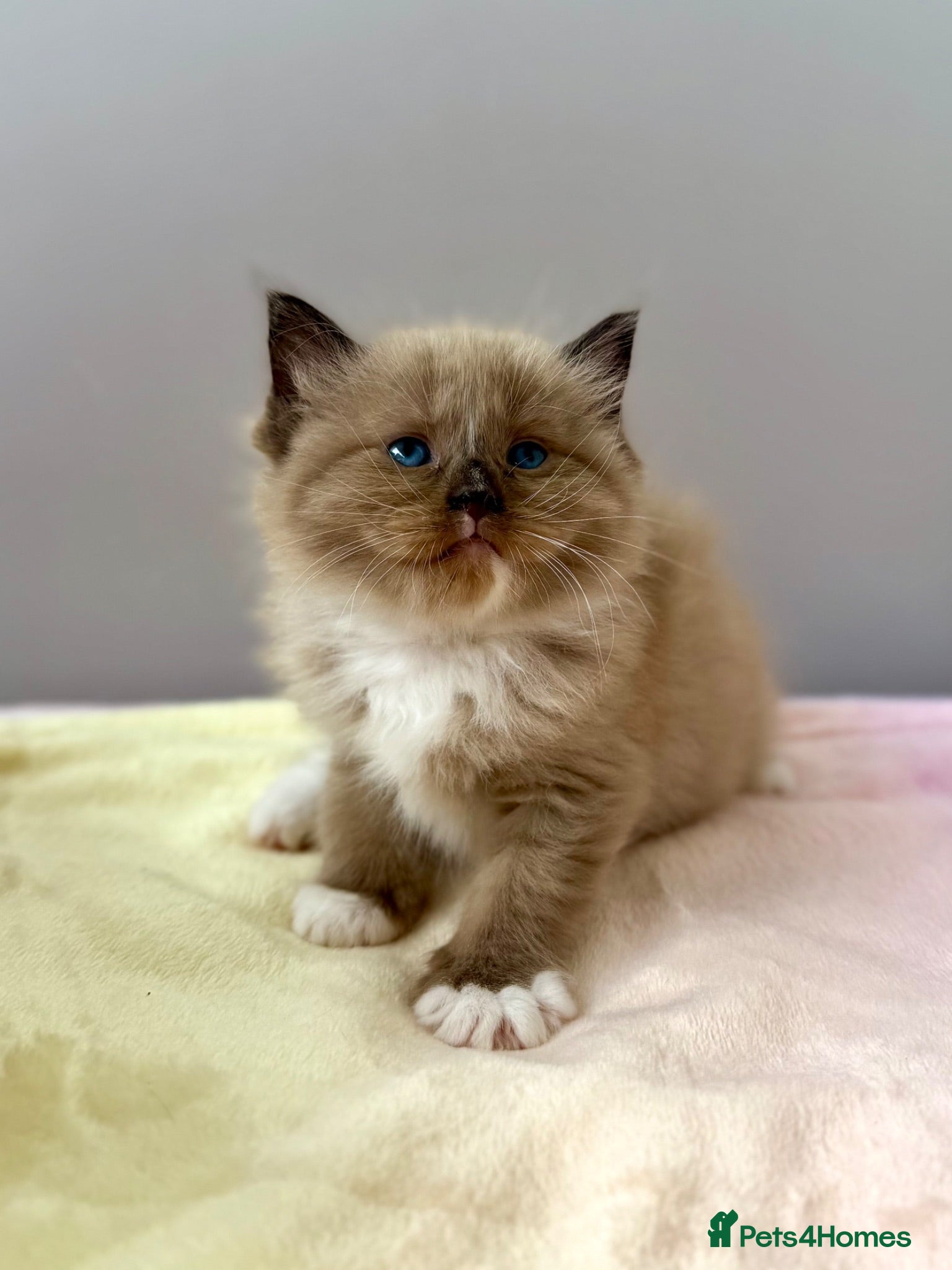Ragdoll cats TICA registered cherubim and ragdoll kittens - Advert 2
