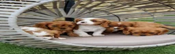 Cavalier King Charles Spaniel dogs for sale: Cavalier King Charles Spaniel! - Advert 3
