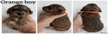 Cockapoo 3