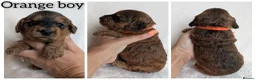 Cockapoo dogs for sale: Beautiful F1b Cockapoo puppies - Advert 5