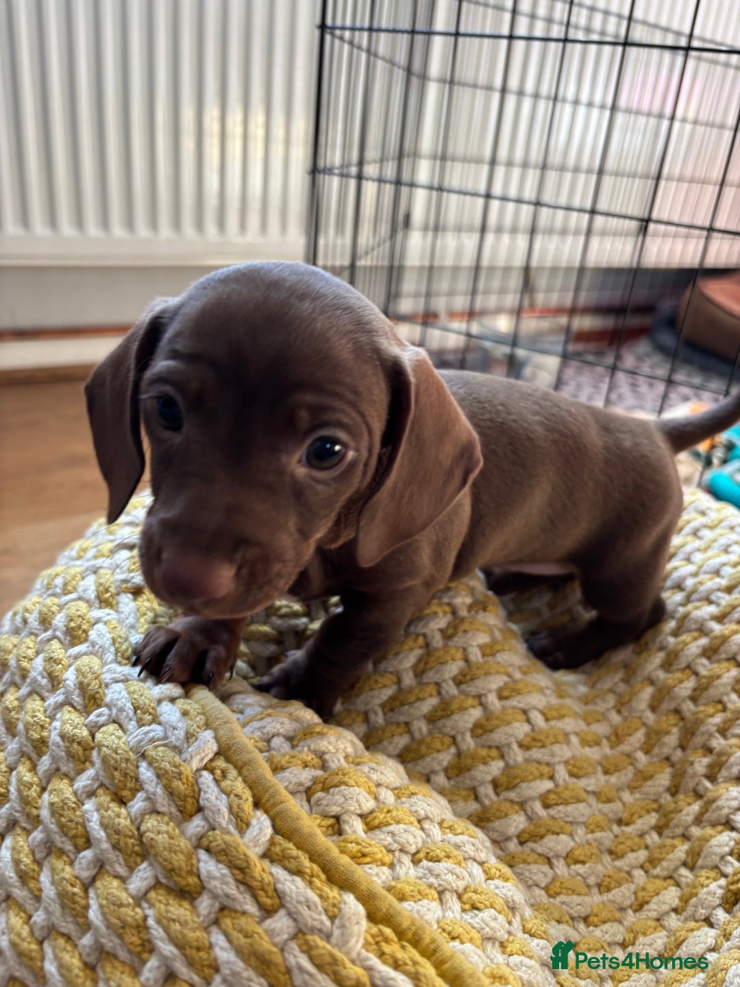 Miniature Dachshund dogs for sale: Stunning KC Reg chocolate/tan Dachshund puppies - Image 9