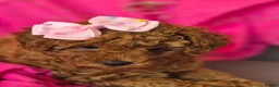 Toy Poodle dogs for sale: Toy Poodle  - Advert 20