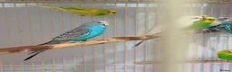 Parrots birds for sale: Find Your Perfect Parrot–Loving Companions Ready in Halifax - Advert 3