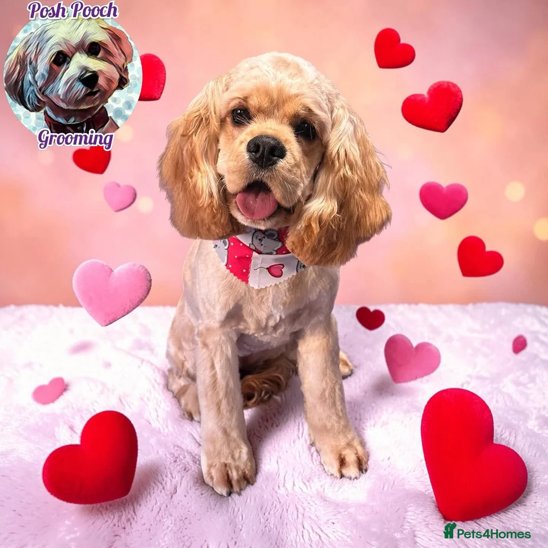 Cocker Spaniel dogs for sale: American cocker spaniel  - Advert 1