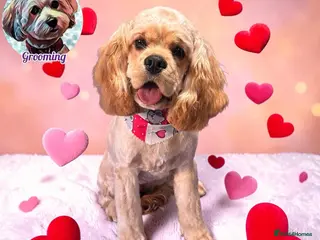 Cocker Spaniel dogs for sale: American cocker spaniel - Advert 1