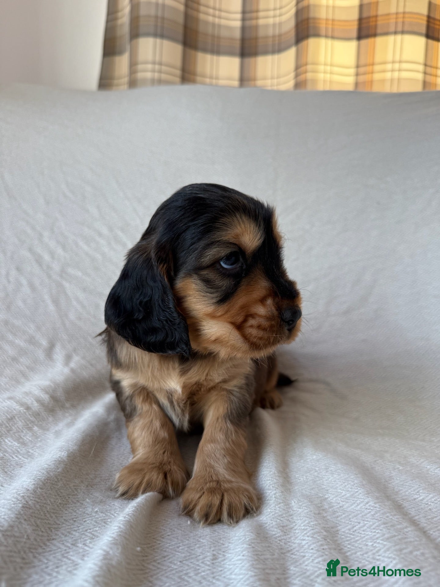 Mixed Breed dogs RARE MINIGOLDEN RETRIEVERS/DAKOTA SPORT RETRIEVERS - Advert 1