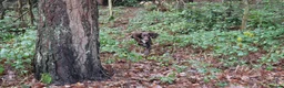 Cocker Spaniel dogs for stud: KC reg Working cocker spaniel for stud.  - Advert 5