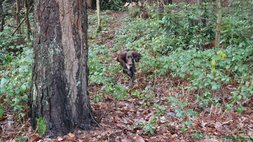Cocker Spaniel dogs for stud: KC reg Working cocker spaniel for stud.  - Advert 5