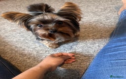 Yorkshire Terrier dogs for sale: Yorkshire terrier 1 year old  - Image 5