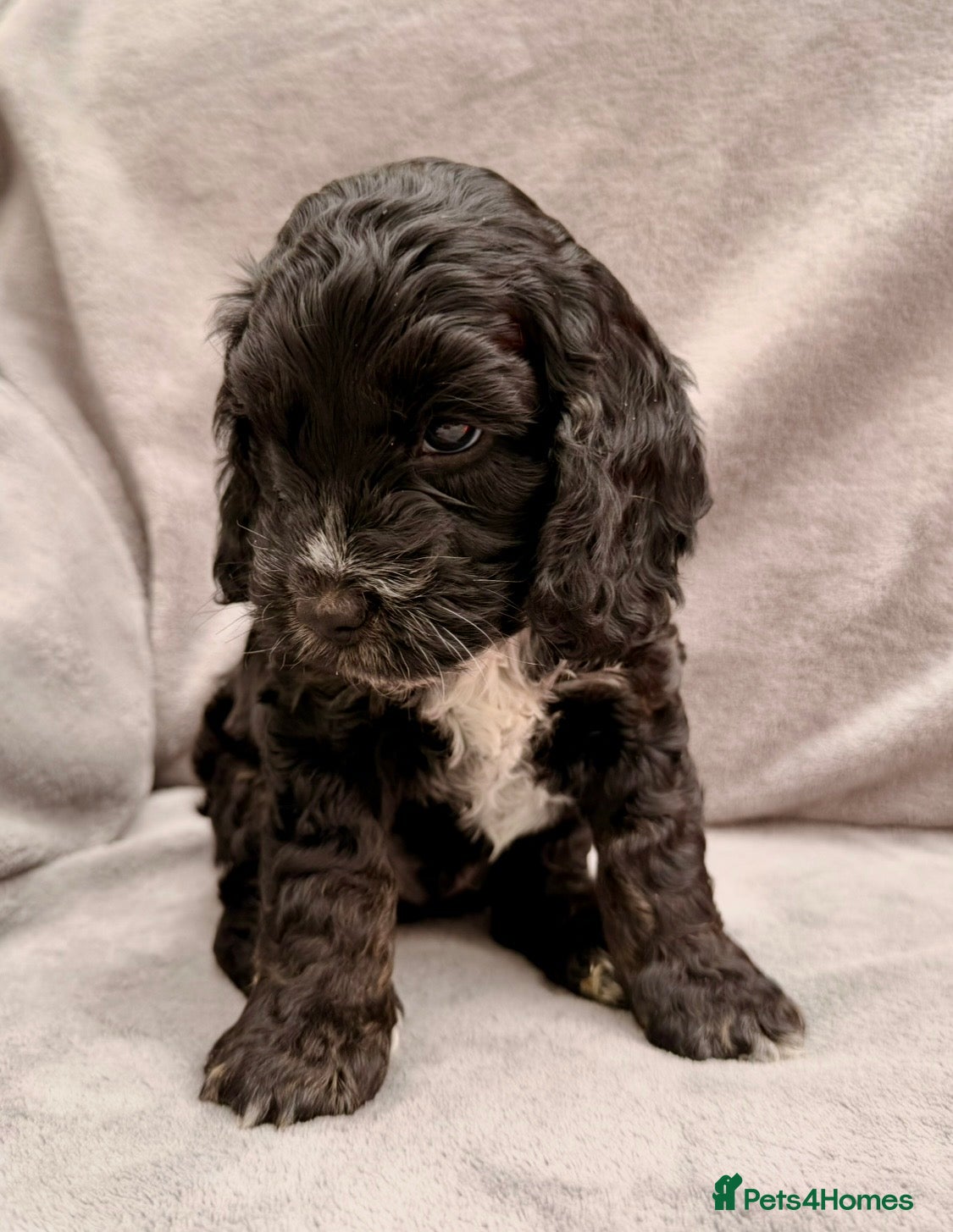 Cockapoo dogs F1 Cockapoo Puppies - Advert 12