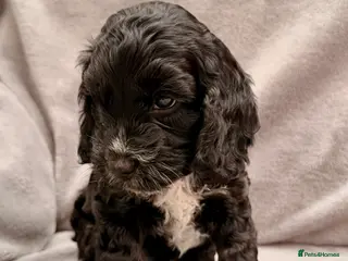 Cockapoo dogs F1 Cockapoo Puppies - Advert 6