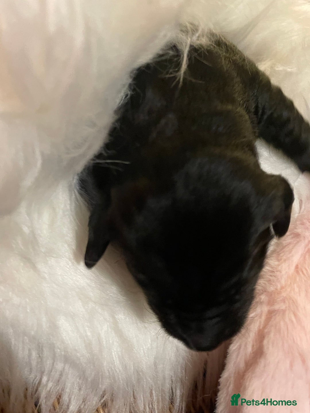 Mixed Breed dogs for sale: Golden retriever x Flatcoat retriever  - Advert 12